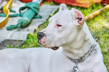 Obraz premium American Staffordshire Terrier