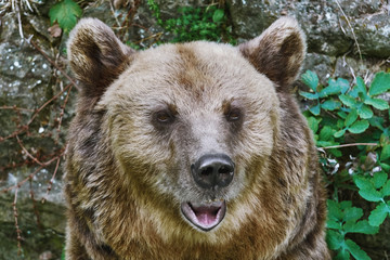 Portrait of the Bear