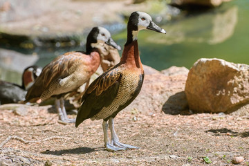 White-faced Whistling Duck