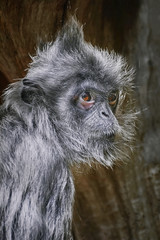 Silvered Leaf Monkey