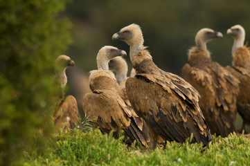 Buitre leonado (Gyps fulvus)