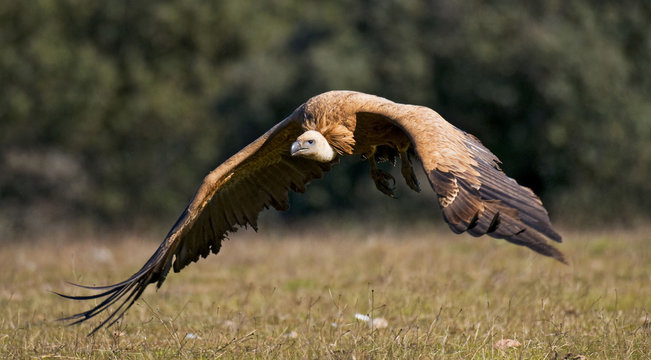 Buitre leonado (Gyps fulvus)