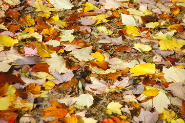 Detail, autumn leaves on the forest floor