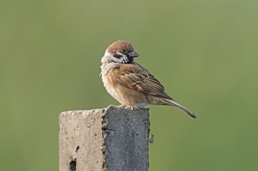 Eurasian Tree Sparrow (Passer montanus) on cement pole, Bird of Thailand