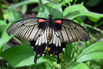 Ruby-spotted Swallowtail Butterfly