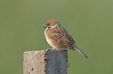 Eurasian Tree Sparrow (Passer montanus) on cement pole, Bird of Thailand