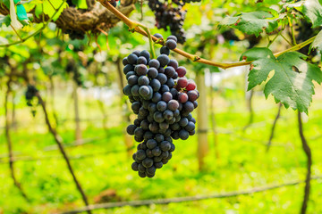  large bunches of red wine grapes hang from a vine, warm backgro