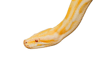Fototapeta premium Gold Reticulated Python or Boa isolate on white background with