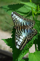 Fototapeta na wymiar Blue Clipper Butterfly