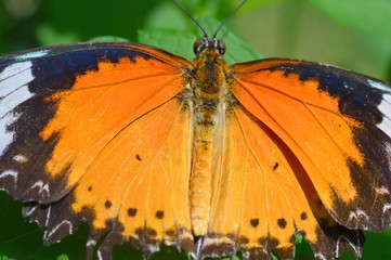 Common Lacewing Butterfly