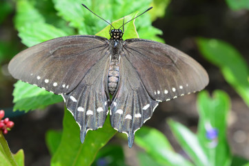 Pipewine Swallowtail Butterfly