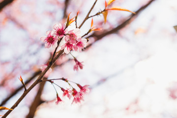 Selective soft focus Wild Himalayan Cherry or Sakura flower