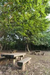 熊野神社市民の森（横浜市港北区）