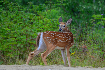Naklejka na ściany i meble Whitetail deer fawn looking over shoulder in woods