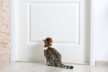 Obraz premium Cute funny cat near door at home