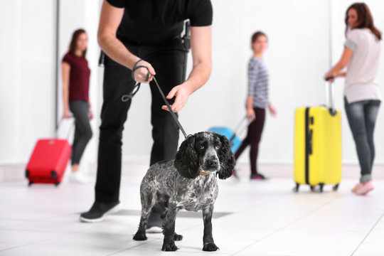 Dog Looking For Drugs In Airport