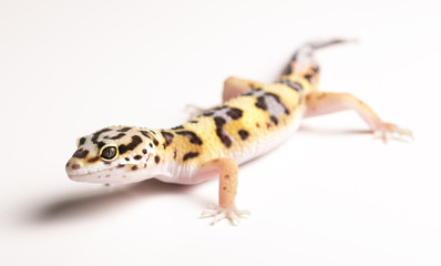 Leopard Gecko on white