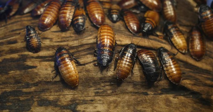 Cockroaches, Close Up, on Wooden Background 