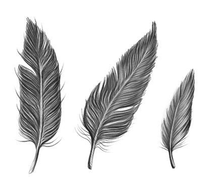 Drawn by pencil black set of feathers, isolated illustration by hand