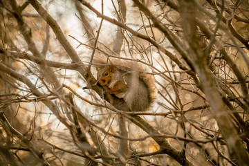 squirrel