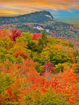 Fall Trees Autumn Leaves