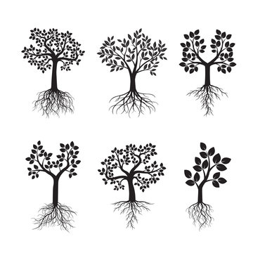 Black Trees with Roots. Vector Illustration.