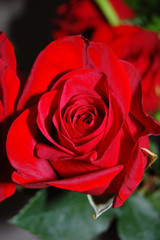 velvet red rose bud in the garden