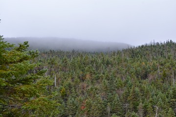 Alpine Forest