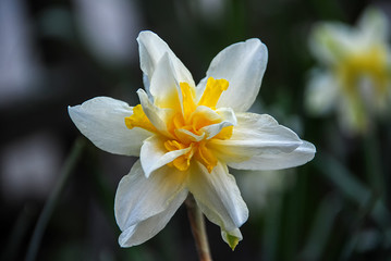 Large white orange daffodil flower