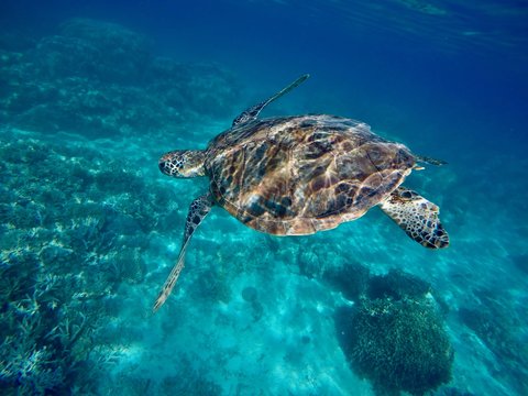 Tortue marine - Nouvelle Cal&eacute;donie