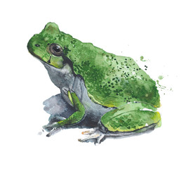 Frog watercolor illustration painting isolated on white background - 135383134