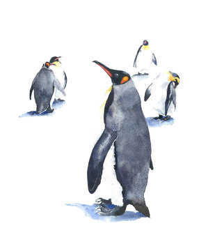 Penguins watercolor painting illustration isolated on white background handmade