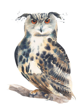 Owl watercolor painting illustration isolated on white background