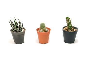 Cactus Potted plants on a white background