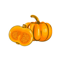 Pumpkin Round and Half Cut Realistic Vector Image Illustration
