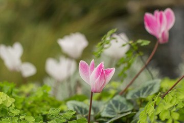 Close up pink flowers in garden