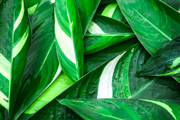 Wet Fresh tropical Green leaves background