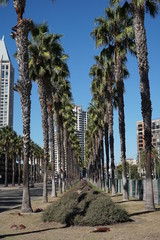 row of palm trees down the street with building at the end