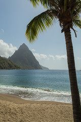 Piton and palm tree in Saint Lucia