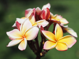 Fototapeta premium Plumeria or Frangipani flowers