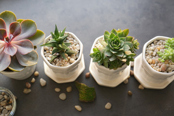 Houseplants on grey background