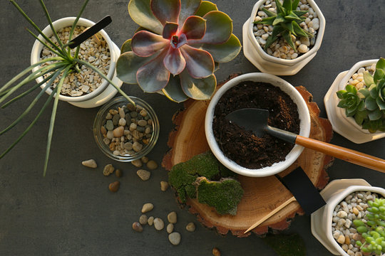 Florist concept. Replanting beautiful succulents on grey table