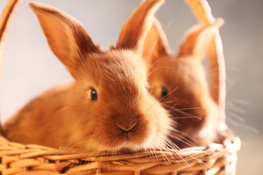 Cute funny rabbits in wicker basket, closeup