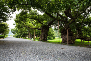 왕버드나무 풍경