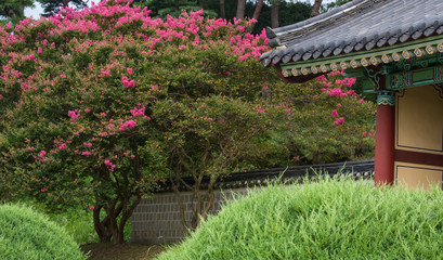 포충사의 배롱나무 꽃