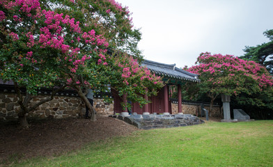 포충사의 배롱나무 꽃