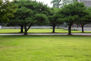 푸른 잔디밭