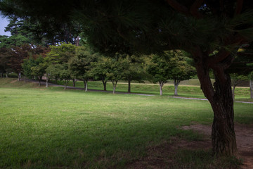 푸른 잔디밭