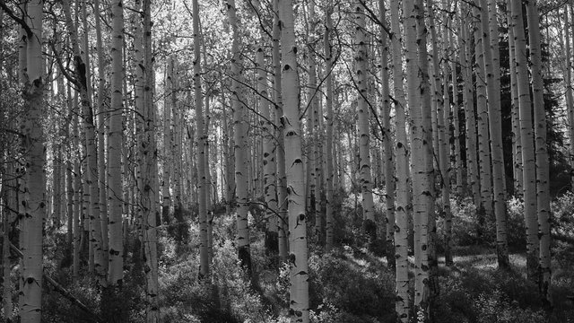 Aspen Trees Black and White Aspens Texture © vyoufinder