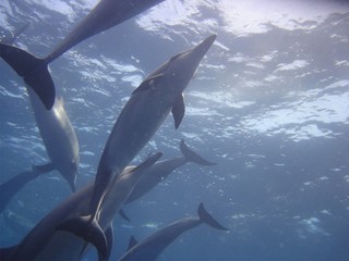Dolphins